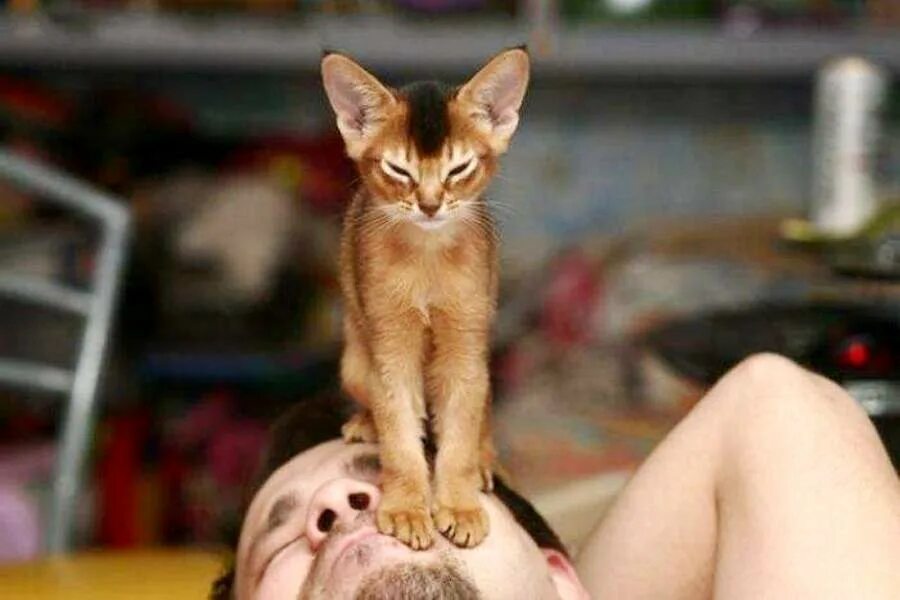 Кошка топчется лапами на человеке. Кошка сидит на лице. наглые коты. кошка топчется. смешные картинки с котами.
