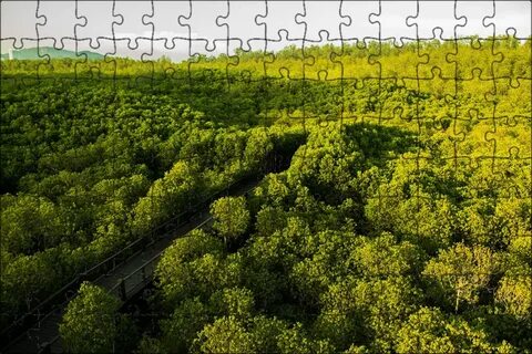 Заросли кустарника