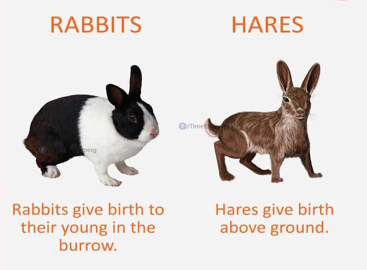 Rabbit Hare разница. Bunny Hare Rabbit разница. Bunny Rabbit разница. Отличия Rabbit Bunny. Fast hare перевод