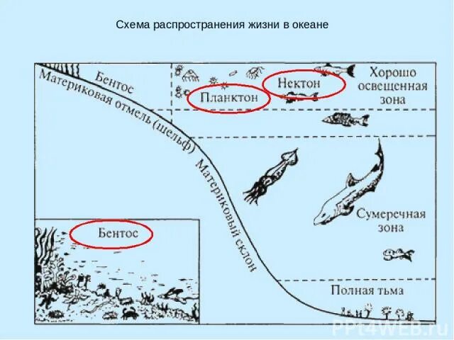 Схема жизнь в океане. Планктон Нектон бентос схема. Распространение жизни в океане схема. Распределение жизни в океане. Распространение организмов в мировом океане.