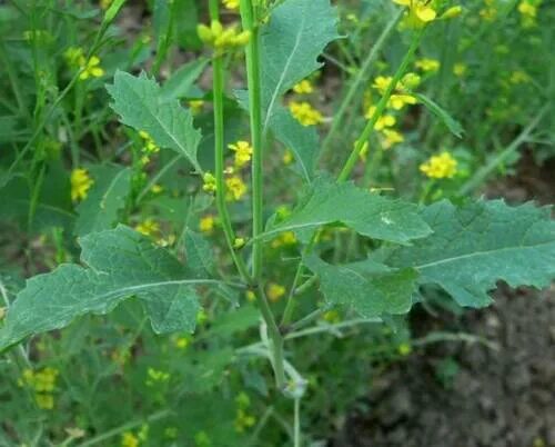 Как выглядят листья горчицы What Vegetables to Sow in September Sow Seeds