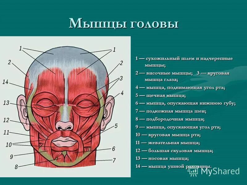 мимические мышцы на латинском. круговая мышца глаза иннервация. малая скуловая мышца (m. краевая и губная части круговой мышцы рта. круговая мышца глаза начало прикрепление.