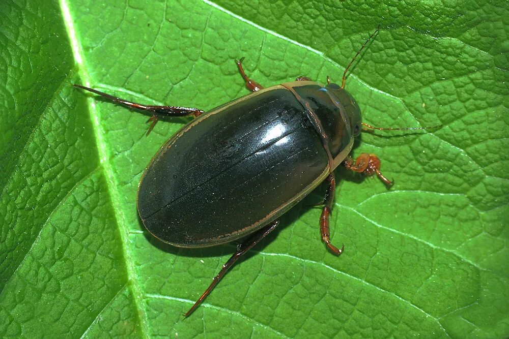 Как называется жук который живет. Жук-плавунец (dytiscus marginatus). жук dytiscus marginalis. окаймлённый плавунец (dytiscus marginalis). жук полоскун бороздчатый.