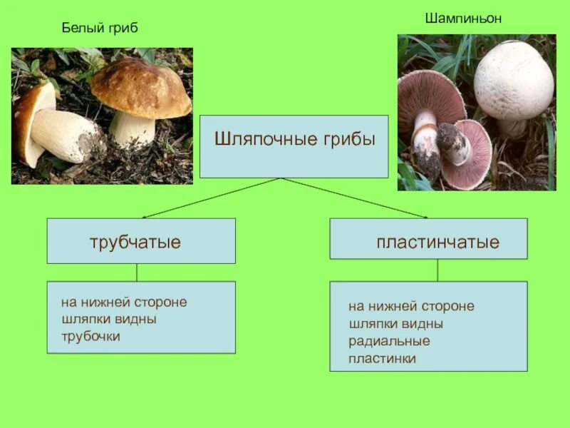 Сходство и различие пластинчатых и трубчатых грибов. Шляпочные грибы трубчатые и пластинчатые. Шляпочные трубчатые. Классификация шляпочных грибов. Шляпочные пластинчатые грибы признаки.