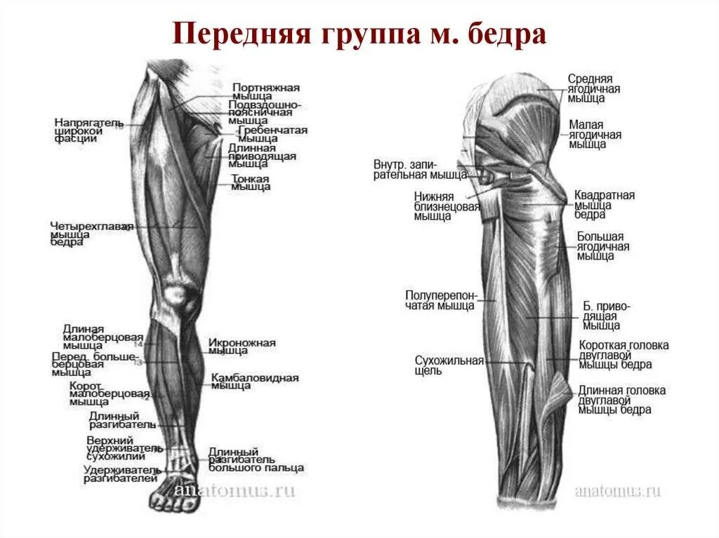 Нижние конечности бедро. Передняя группа мышц нижней конечности. Мышцы нижней конечности конечности анатомия. Мышцы нижней конечности передняя группа анатомия. Мышцы пояса нижней конечности передняя группа.