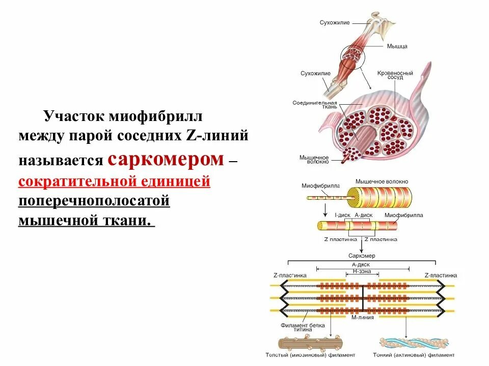 Сократительной единицей миофибриллы является. Мышечная ткань строение саркомера. поперечно полосатая мышечная ткань саркомер. строение миофибриллы. участок миофибриллы.