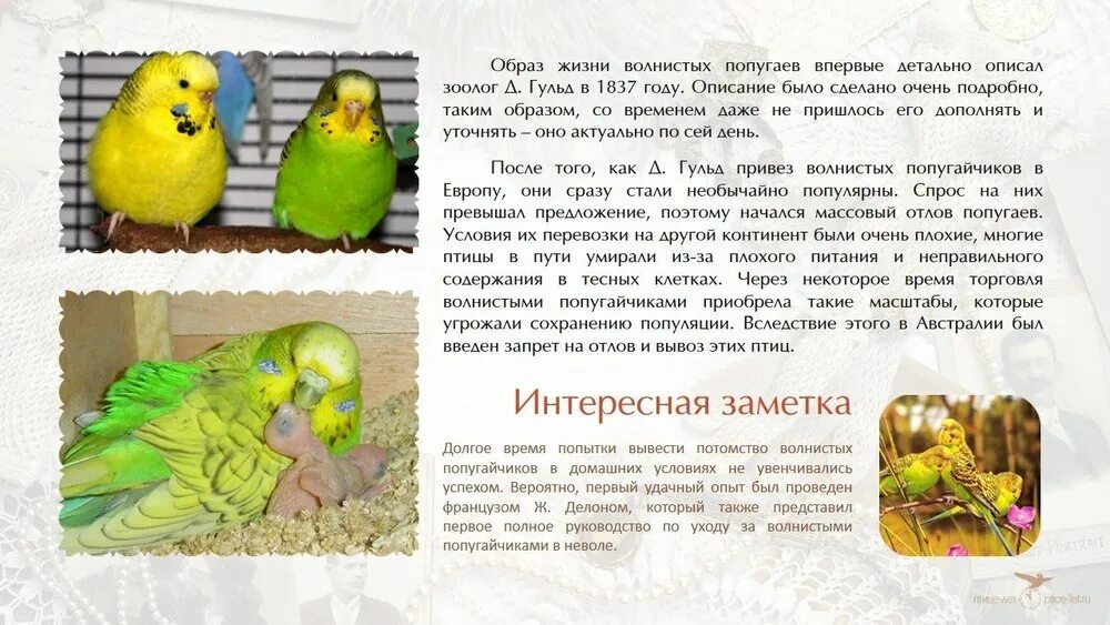 Как правильно кормить попугаев волнистых. Интересные факты о волнистых попугаях. советы по содержанию волнистых попугаев. рассказ о волнистом попугае. волнистый попугай описание.