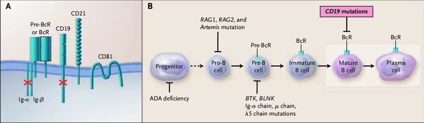 Cd19 клетки. Мутация BCR. Cd2 иммунология. Cd21 иммунология.