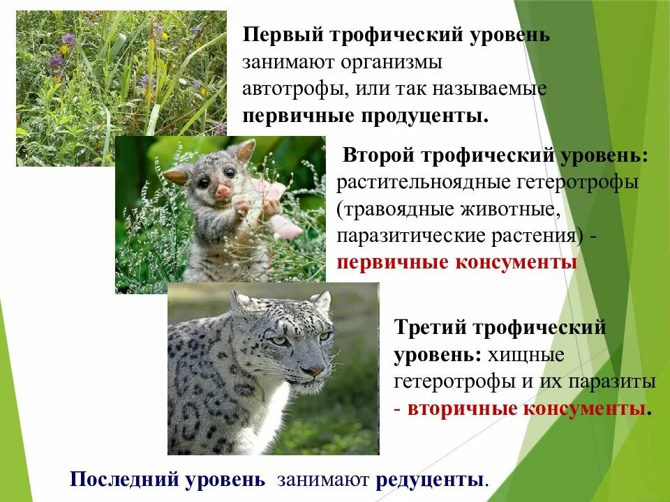 Продуцент первого порядка. Роль продуцентов в экосистеме. роль редуцентов в экосистеме. роль консументов в экосистеме. консументы функции.