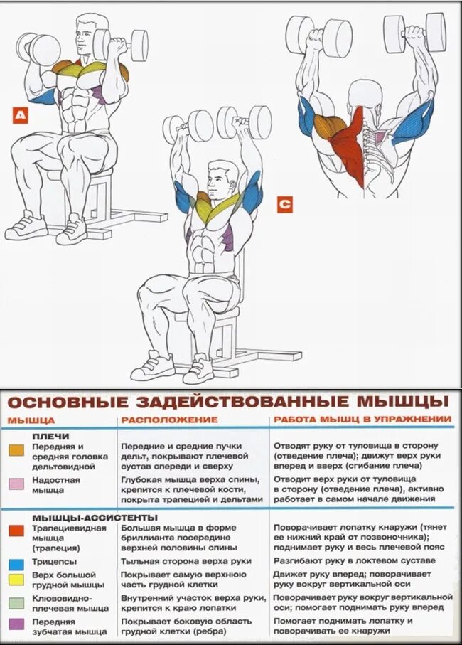 Жим Арнольда с гантелями на плечи. Жим гантелей Арнольда сидя. Упражнения на плечи жим Арнольда. Жим гантелей передняя Дельта.