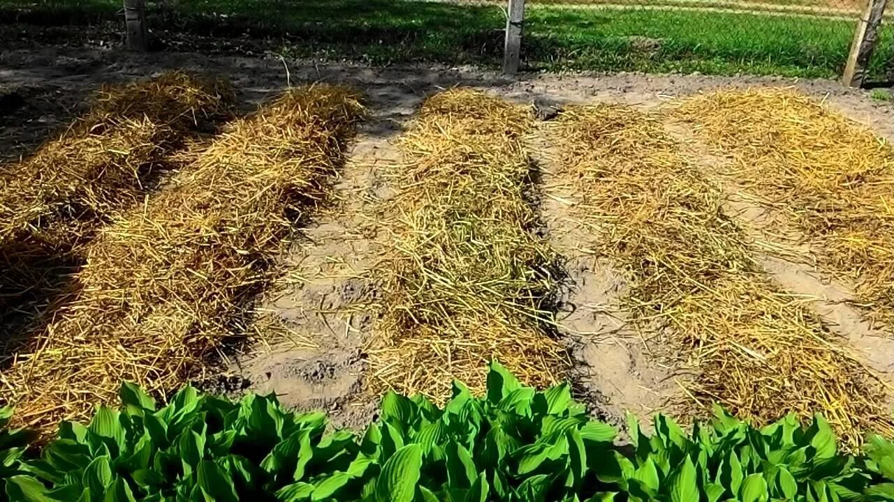 Солом растут. Мульчирование картофеля соломой. картофель мульчируем соломой. картофельная ботва мульчирование. мульча сидераты.