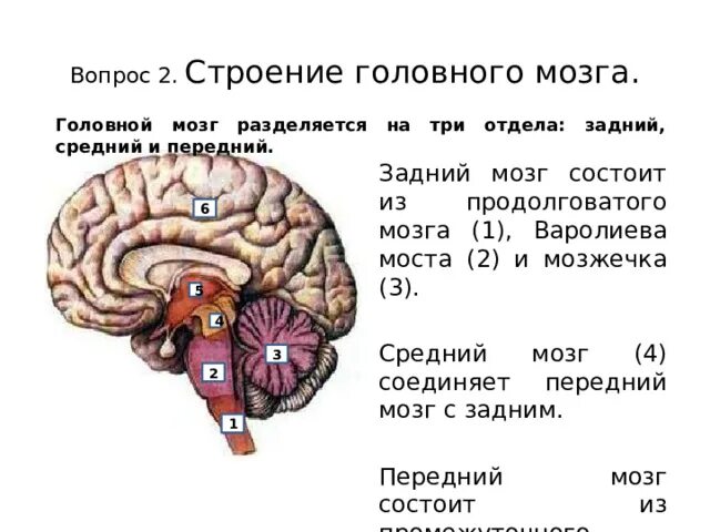 Задний мозг функции. Задний мозг функции