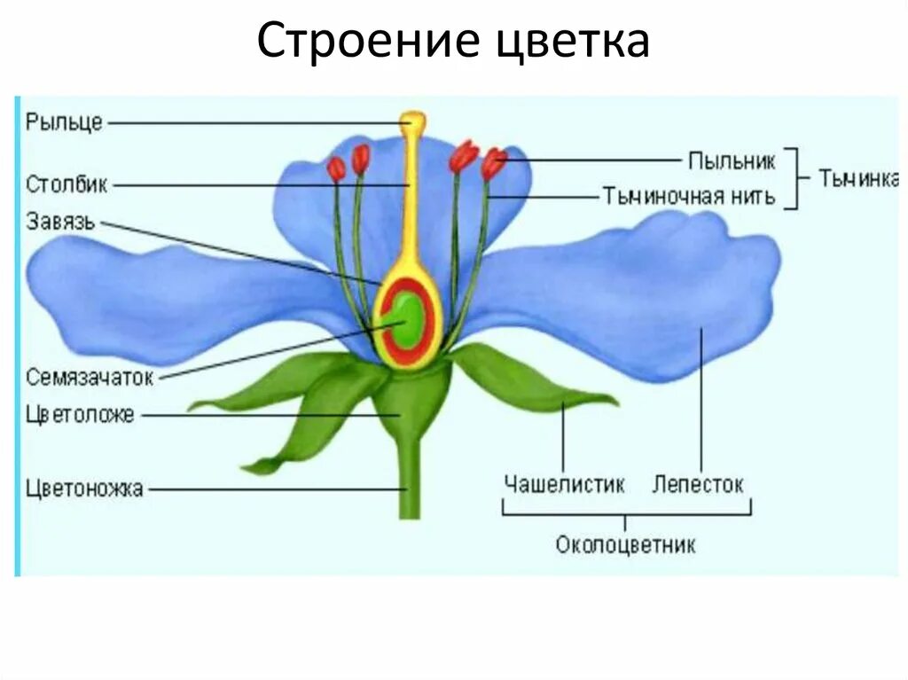 Что относится к частям цветка. Тычиночная нить цветоножка завязь. строение цветка чашелистик пыльник завязь. завязь лепесток тычиночная нить. схема строения цветка 6 класс биология.