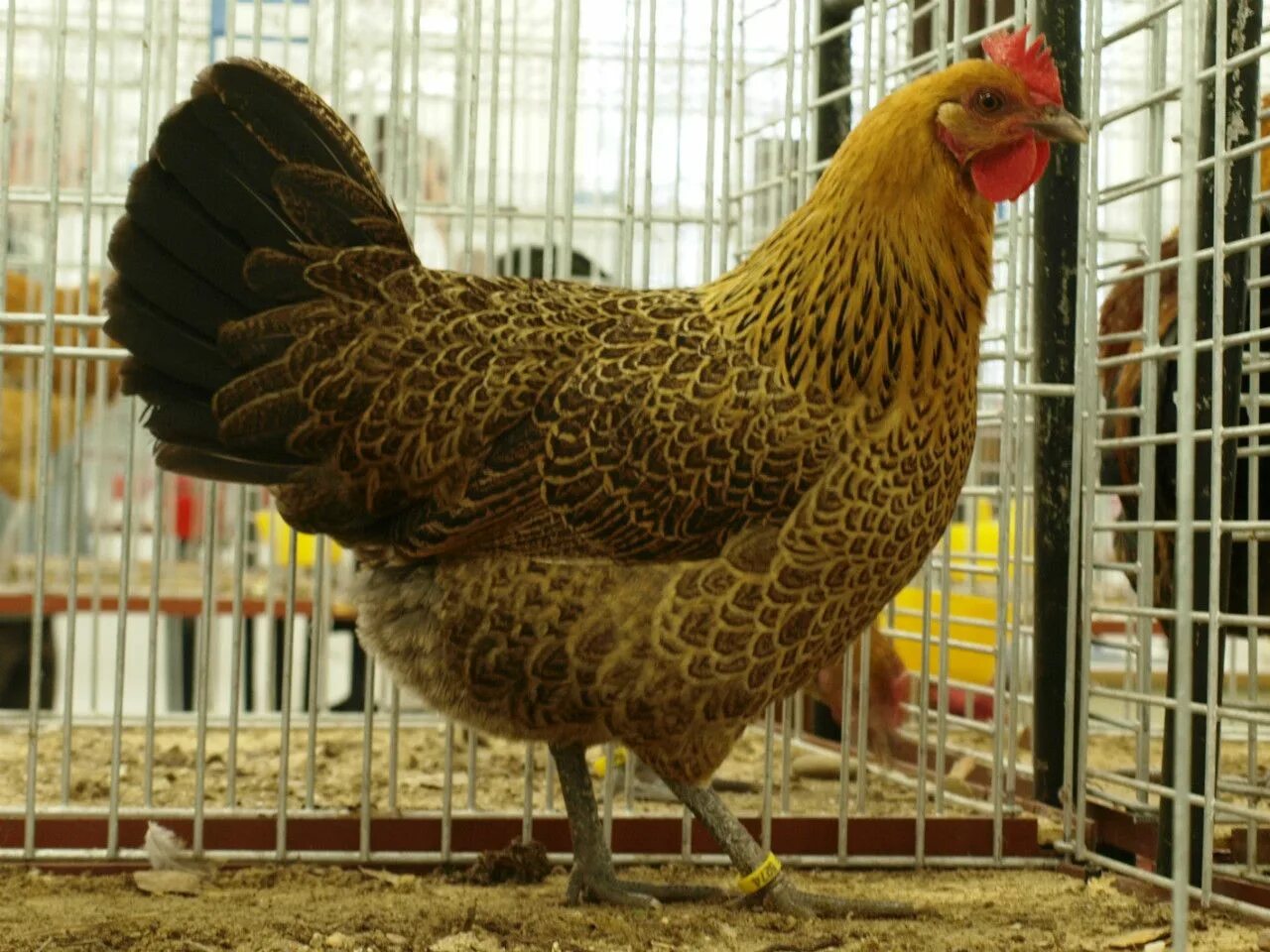 Blue bell chicken - The Prairie Bluebell Egger ® lays a novel blue egg and produ