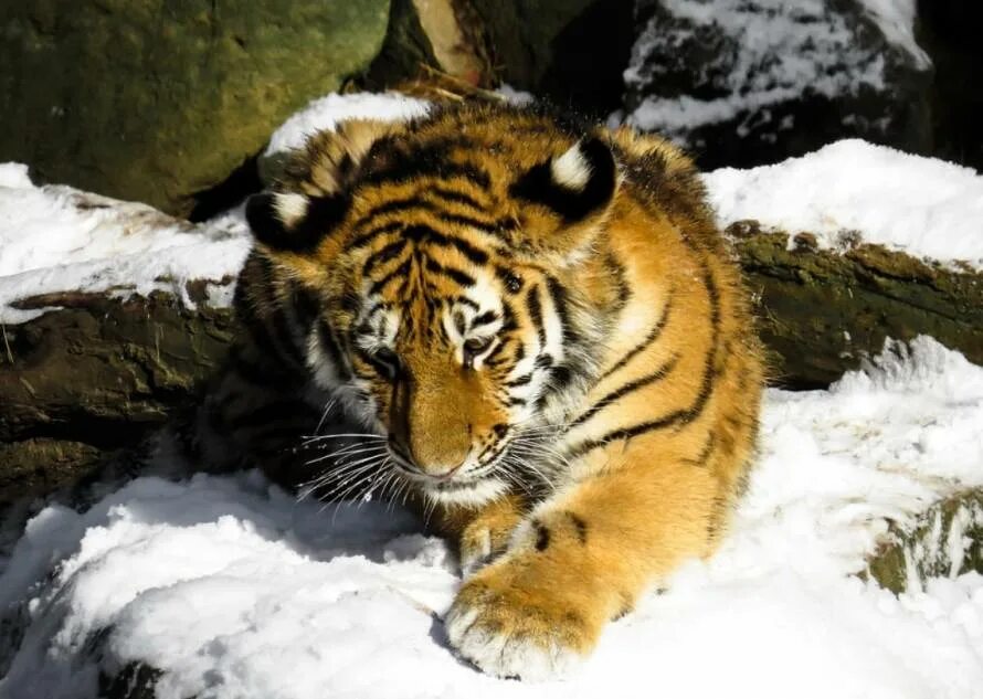 Тигренок значение