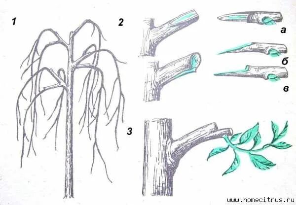 Окулировка ивы на штамб. Схема формирования кроны плакучей ивы. Формировка ивы на штамбе. Окулировка клена.