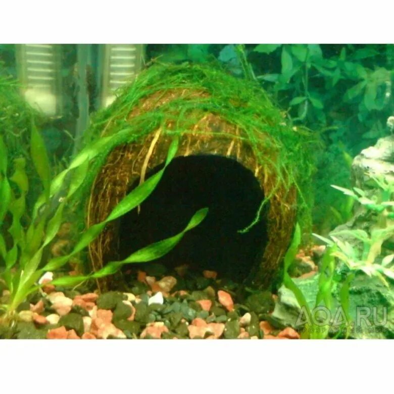 Кокос для сомиков в аквариуме. Декорации из кокоса в аквариум. Домик для сомика в аквариуме из кокоса. Кокос в аквариуме. Кокос в аквариуме.