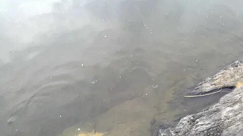 Рыба в томи