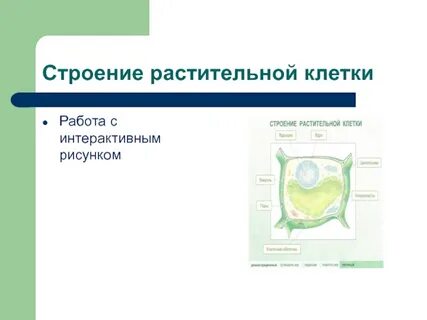 Конспект по биологии строение растительной клетки