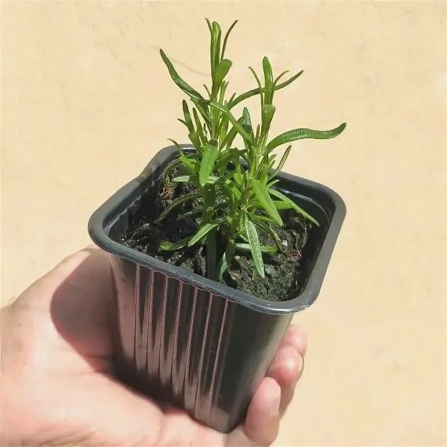 Черенковать розмарин. Всходы розмарина. Всходы лаванды. Всходы розмарина. Розмарин рассада.