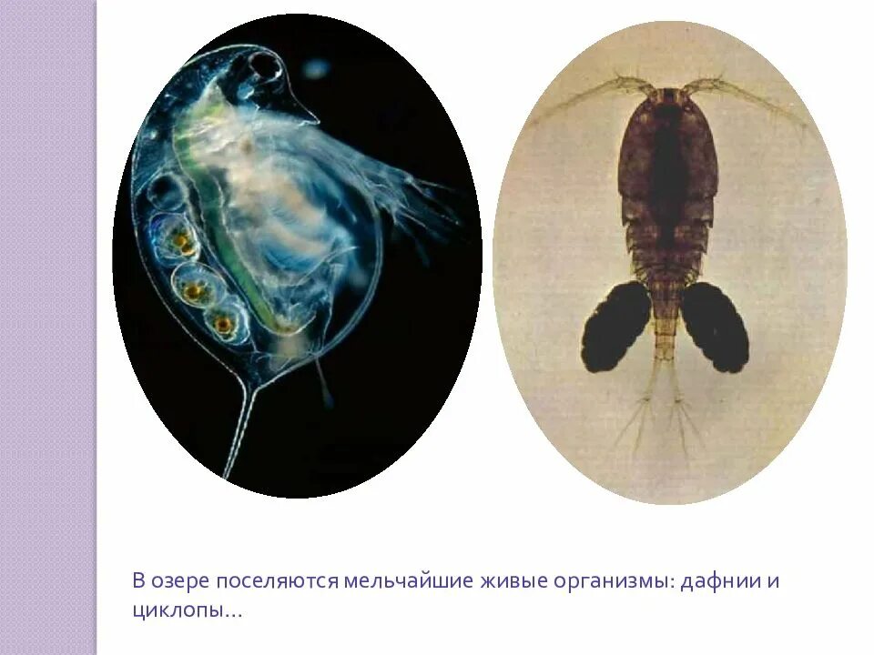 Живые организмы в аквариуме. Дафнии и циклопы. Дафния Живая. Дафнии и циклопы в аквариуме. Дафния Живая для аквариума.