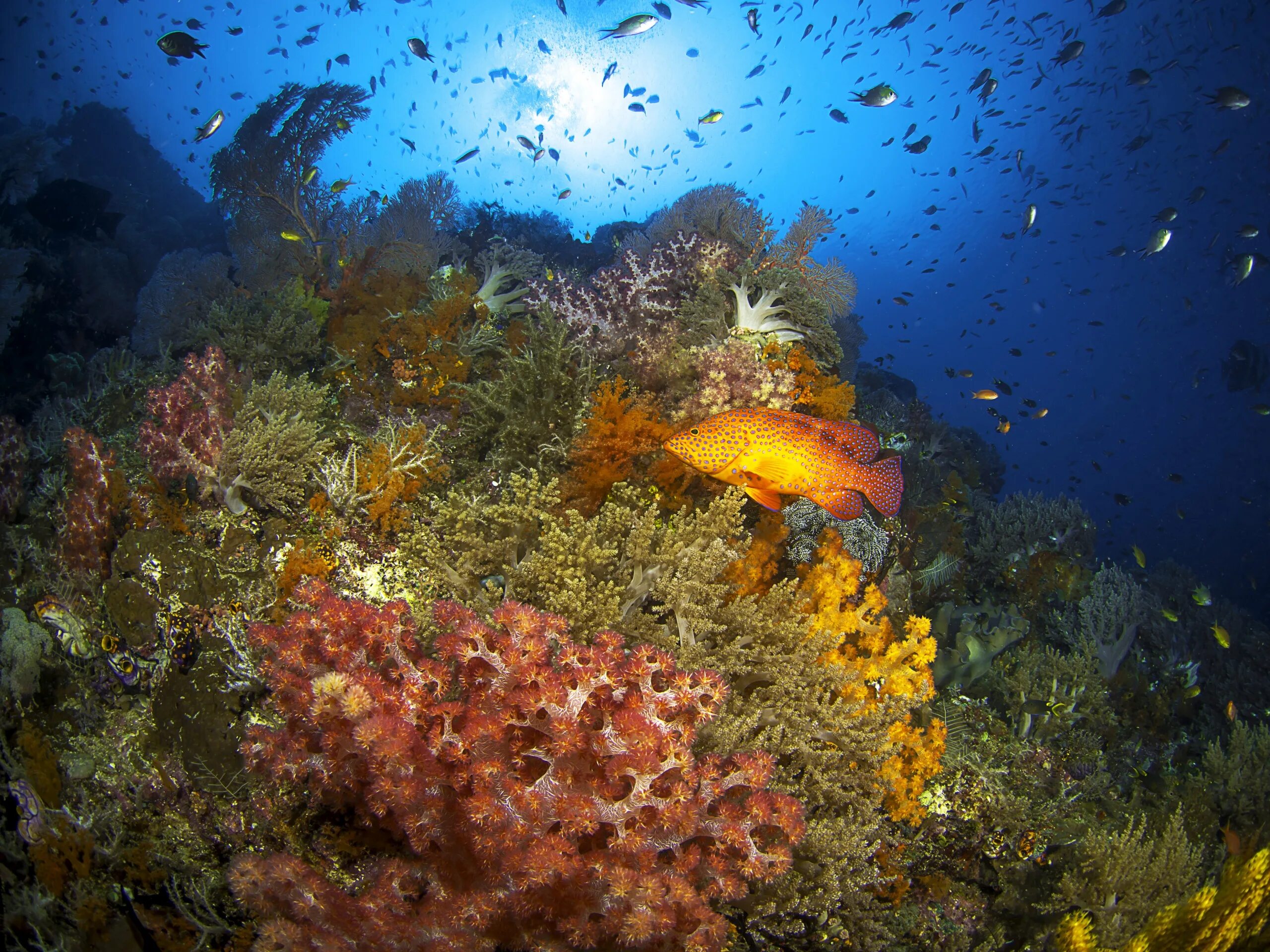 Подводный мир кораллов. Коралловые рифы красного моря. Подводный мир Азовского моря. Подводный риф риф. Обитатели морского дна.