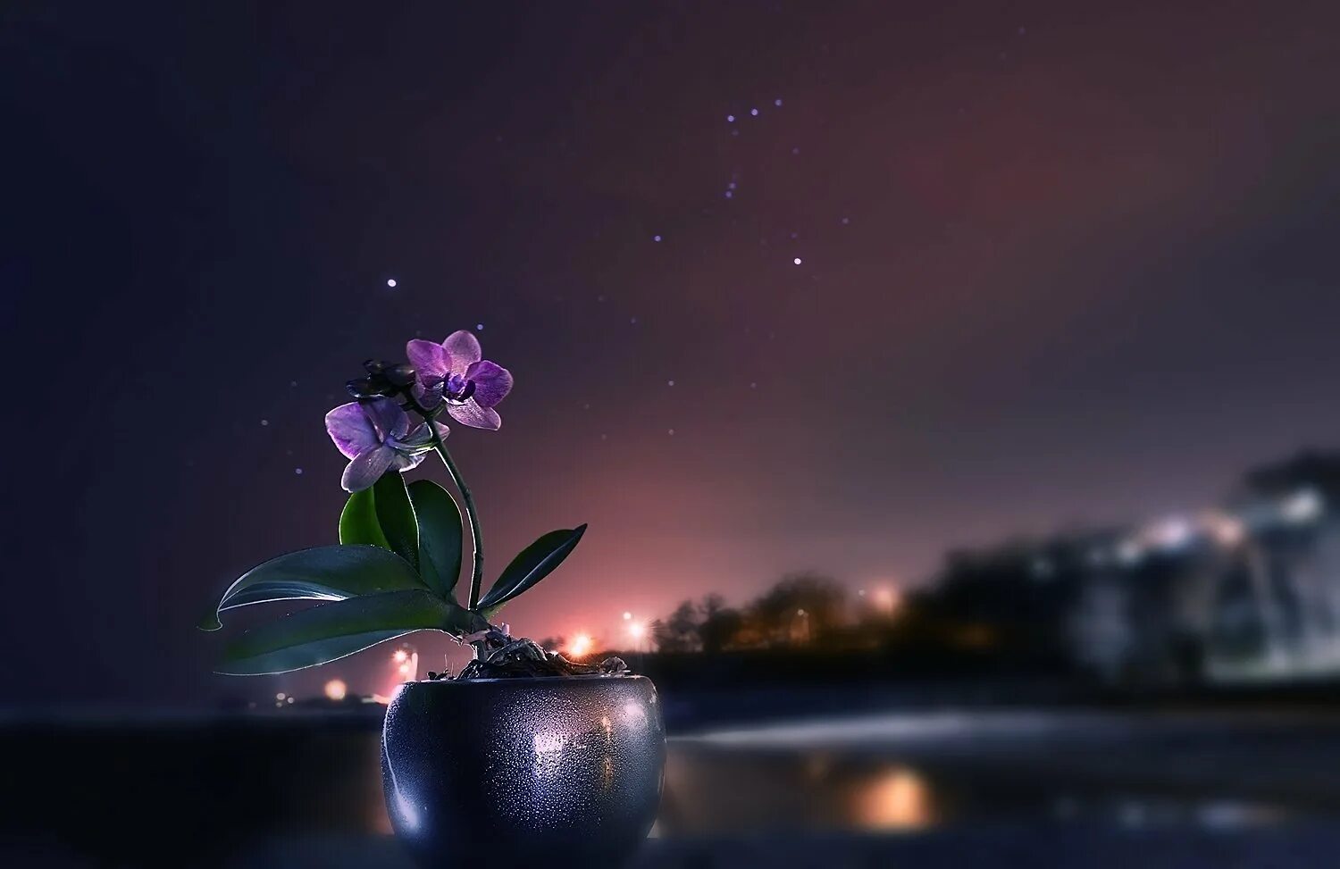Спокойной ночи цветы. Ночной цветок. Цветы ночью. Вечерние цветы. Красивые ночные цветы.