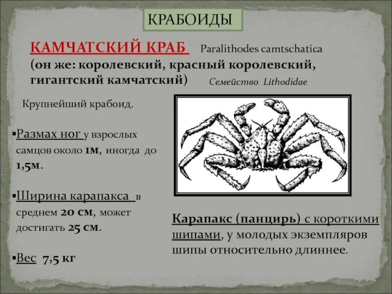 Анализ краба. Классификация Камчатского краба биология 7 класс. Строение Камчатского краба. Камчатский краб классификация. Крабы и крабоиды.