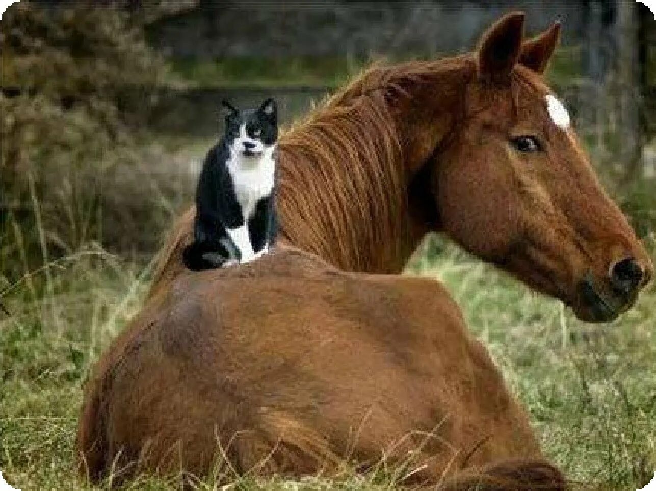 Животные лошади. Кот на лошади. Забавные лошадки. Лошадь и кошка.