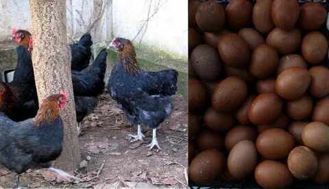 Куры с коричневым яйцом