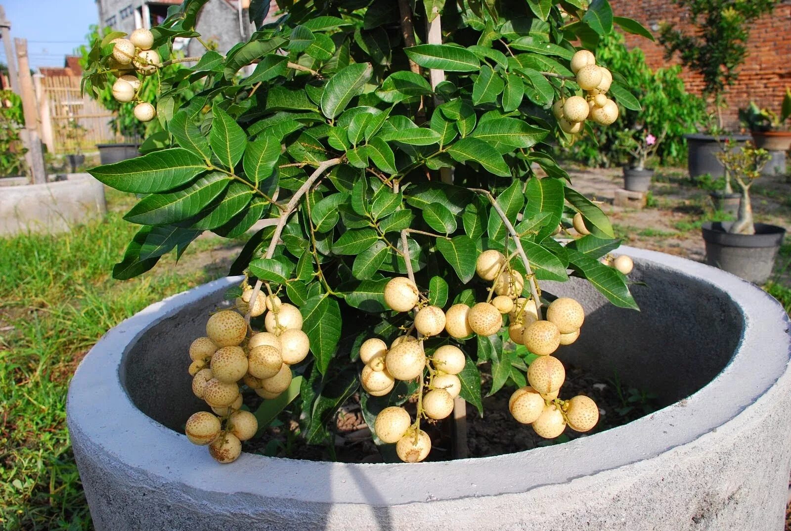 Лонган растение. Растение лонган (Longan). Лонган artfruit. Лонган Росток.