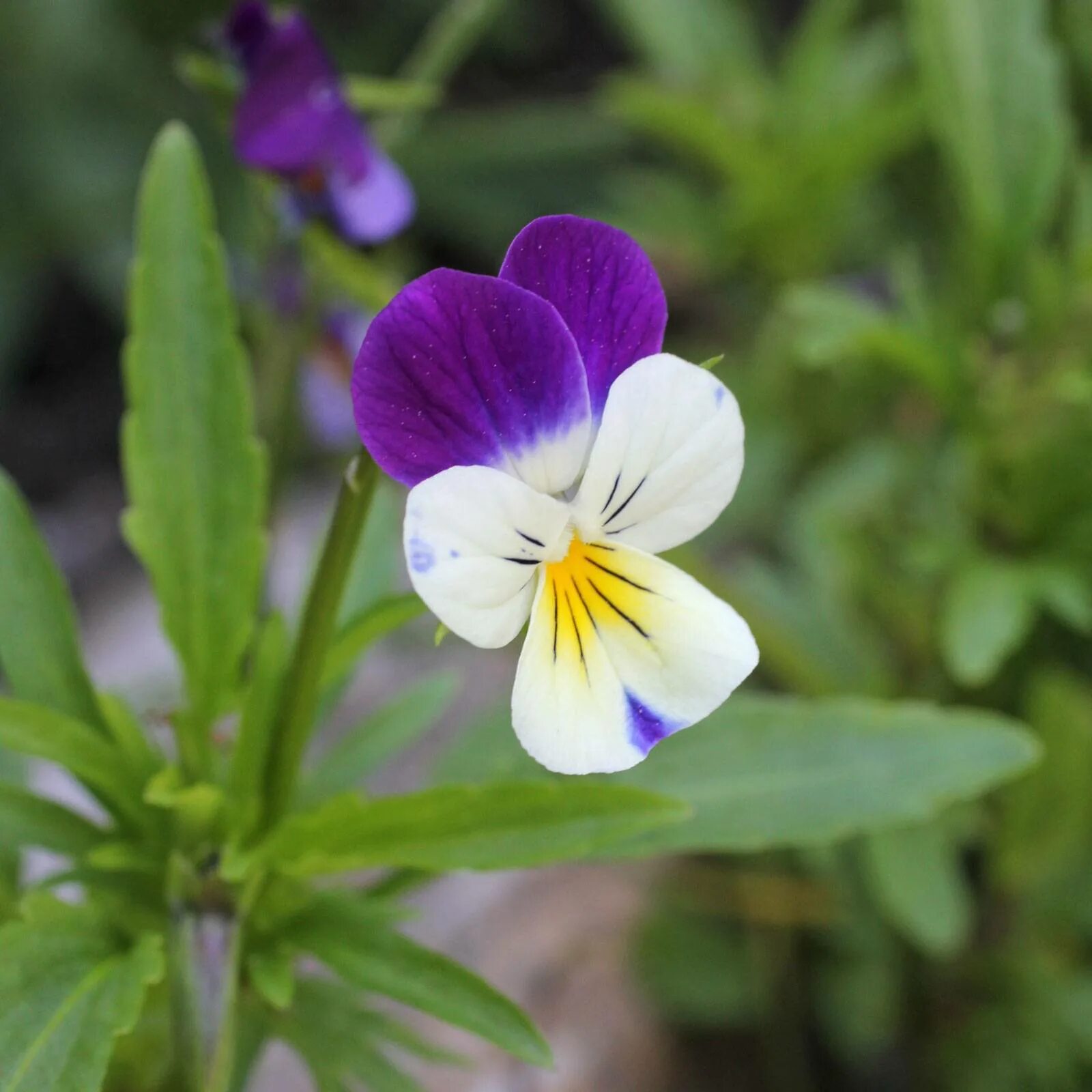 На какое растение похожа фиалка трехцветная. Анютины глазки (Viola Tricolor). Фиалка трехцветная Viola Tricolor. Полевая фиалка и Анютины глазки. Фиалка трехцветная (Виола Триколор).