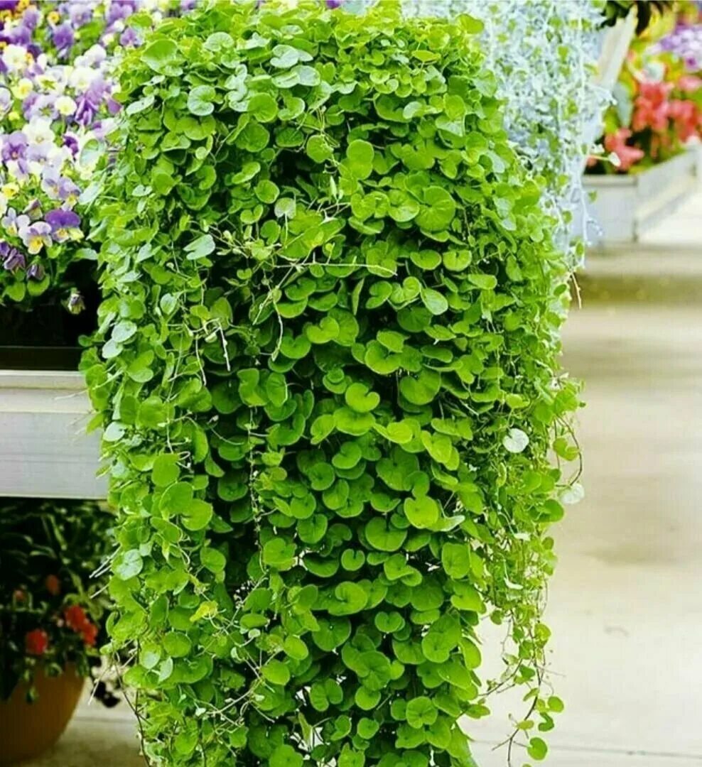 дихондра изумруд. дихондра ампельная изумрудный водопад. дихондра ампельная. дихондра изумрудный водопад аэлита. дихондра изумруд.