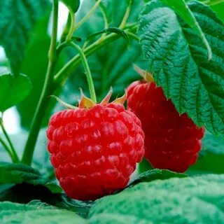 Сегодня наглаженный движ малина