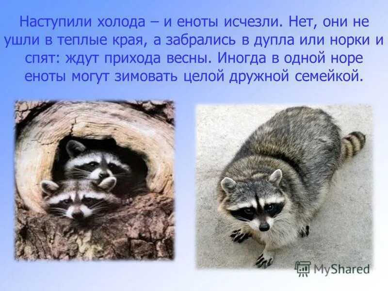 спят ли еноты зимой. спят ли еноты зимой. енот зимой. канада енот полоскун зима. спят ли еноты зимой.