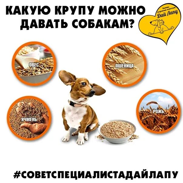 Какую крупу можно щенкам