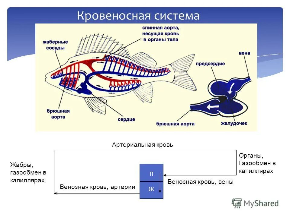 Биология про рыб 7 класс