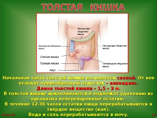 Общая длина толстой кишки. Начальная часть толстой кишки. Начальная часть Толстого кишечника. Длина Толстого кишечника.