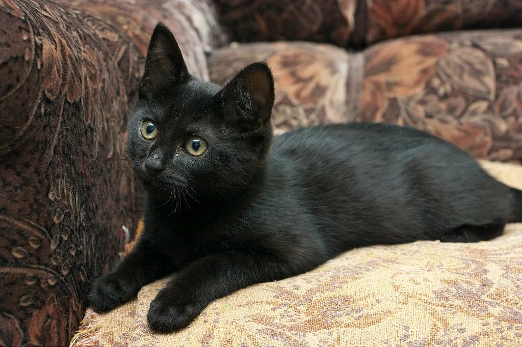 Черный котенок. Маленький черный котенок. Черные котята беспородные. Черный кот Кадуй. Какие черные котята есть