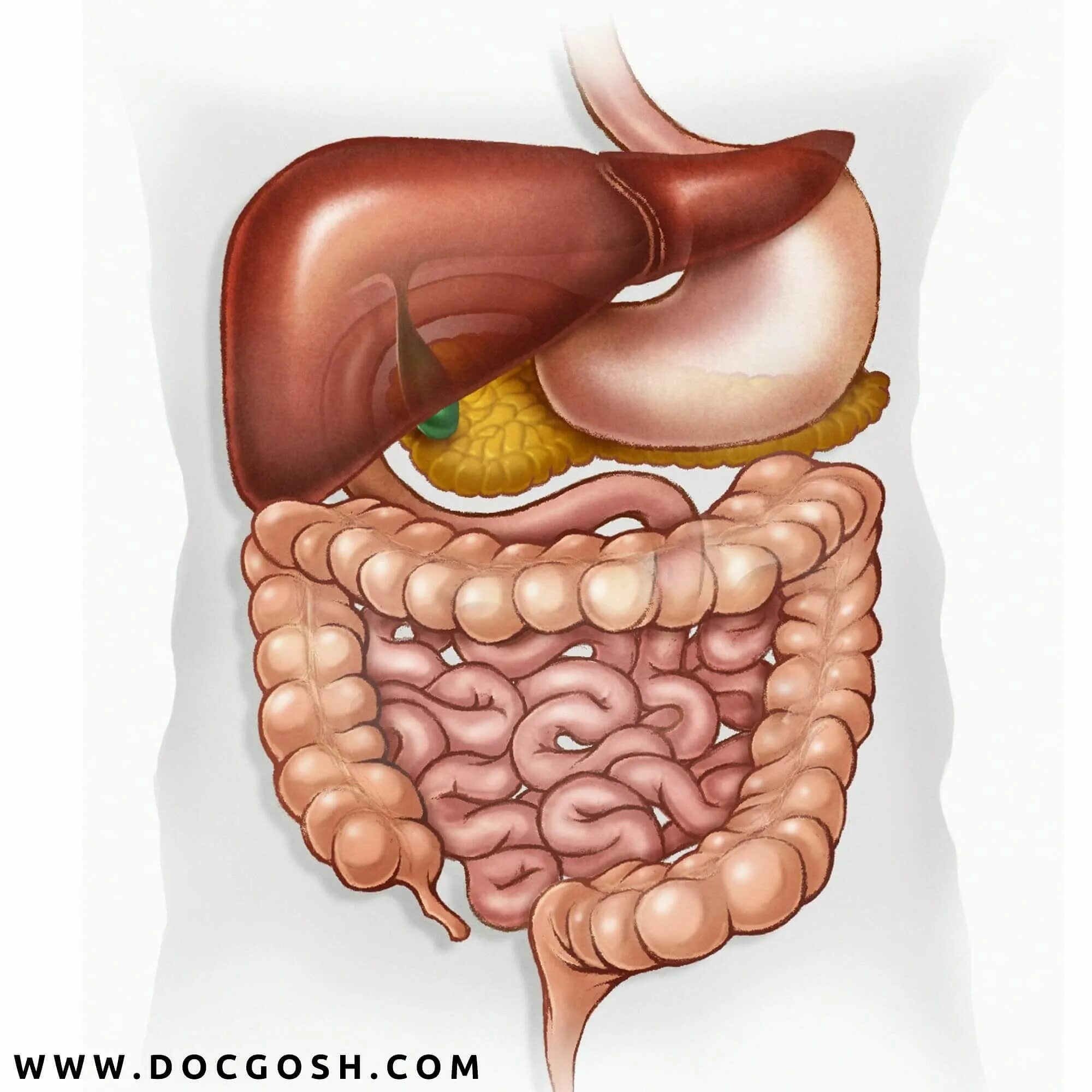 Печень относится к желудку. Желудочно кишечный тракт. Пищеварительная система кишечник анатомия. ЖКТ желудочно-кишечный тракт. Пищеварительный пищеварительный тракт пищеварительный тракт.