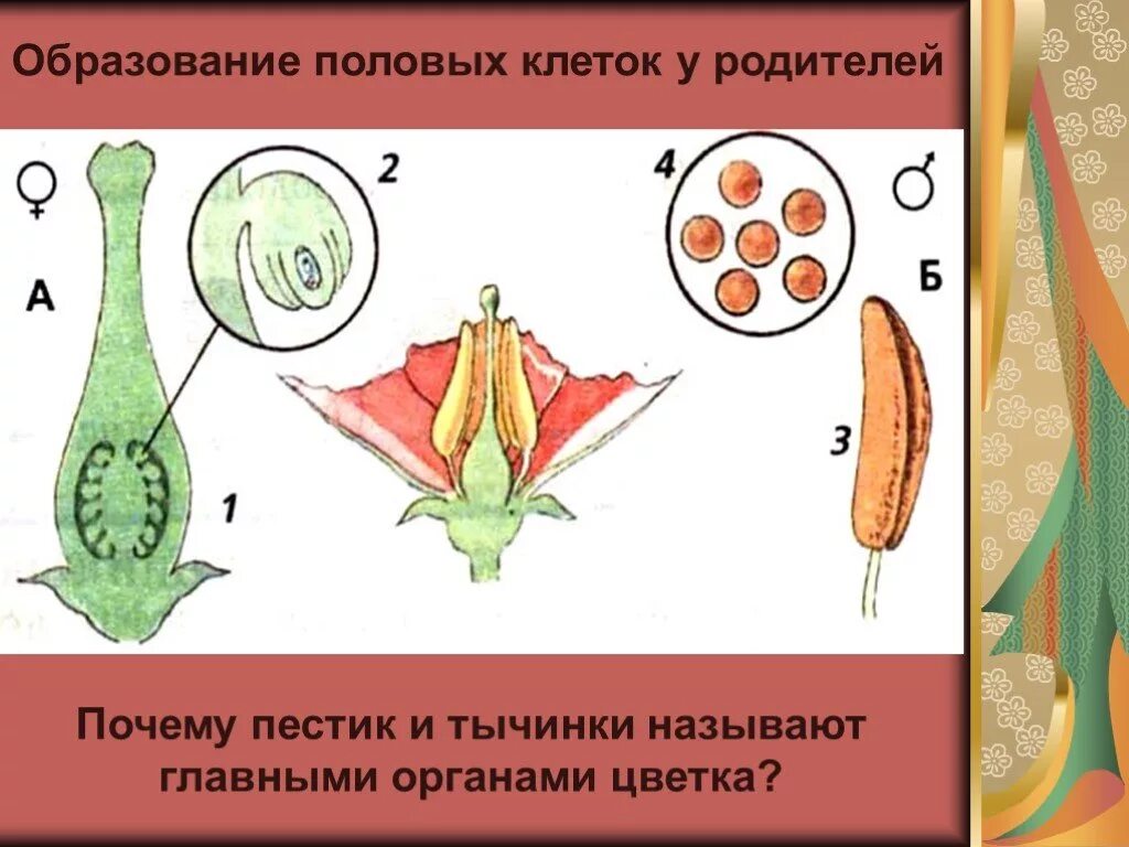 В каких органах образуются половые. Оплодотворение растений. Размножение пестики и тычинки. Размножение и оплодотворение у растений. Размножение растений пестик тычинка.