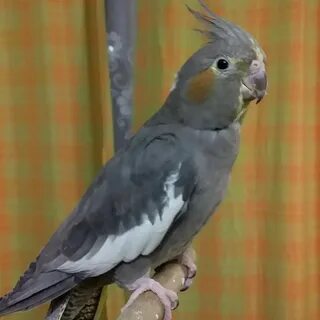 Звуки кореллы самки