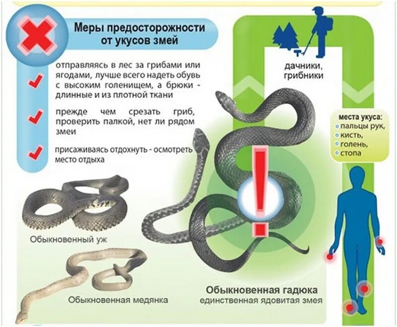 Он увидел перед собой ядовитую змею. Памятка для детей при укусе змеи. Памятка при укусах змей. Меры предосторожности от укусов ядовитых змей. Меры первой помощи при укусе ядовитой змеи:.