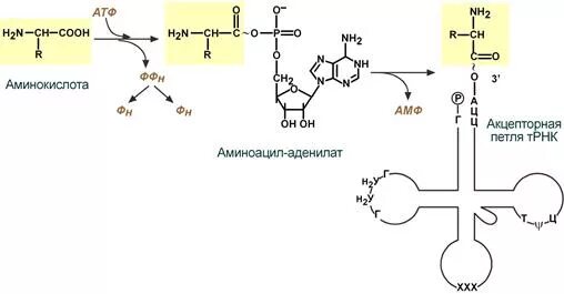 Реакция синтеза аминоацил-ТРНК. Реакция образования аминоацил-ТРНК. Аминоацил ТРНК. Синтез аминоацил т РНК.