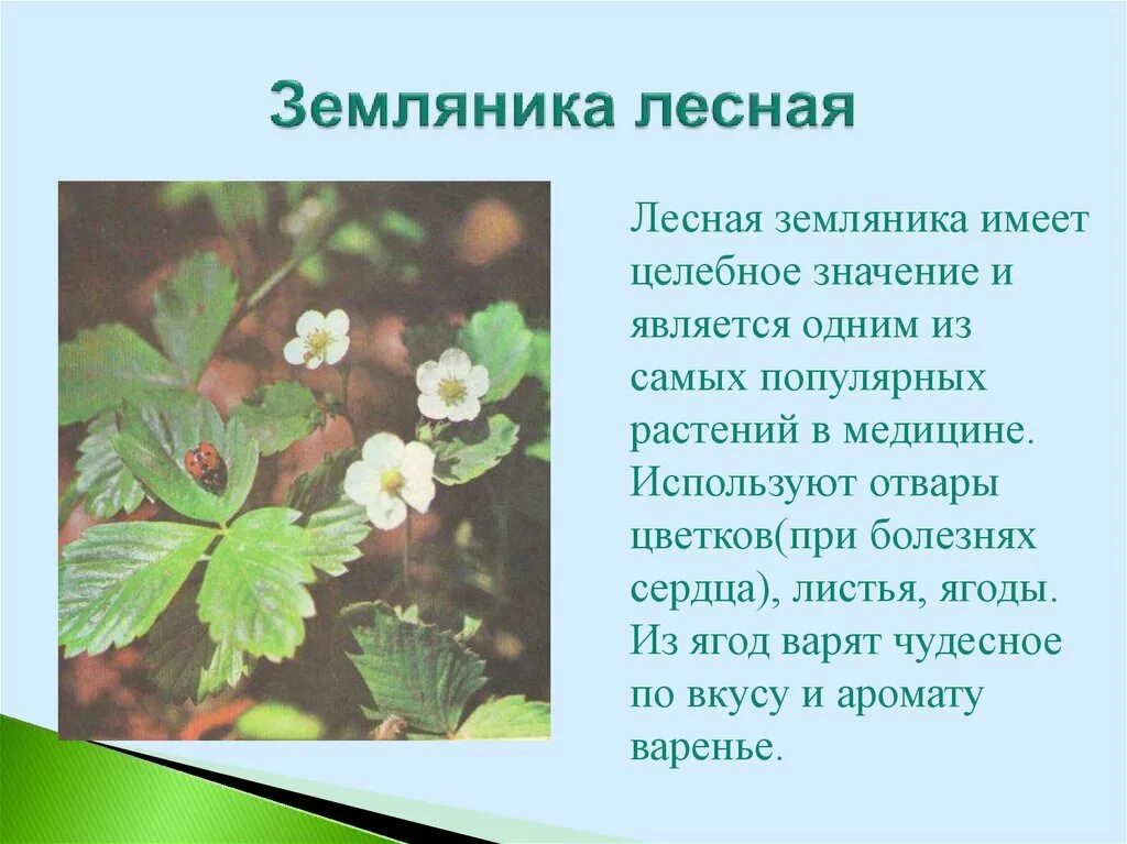 Дикорастущие растения проект 2 класс Окружающий мир 2 класс культурные растения презентация найдено 89 картинок