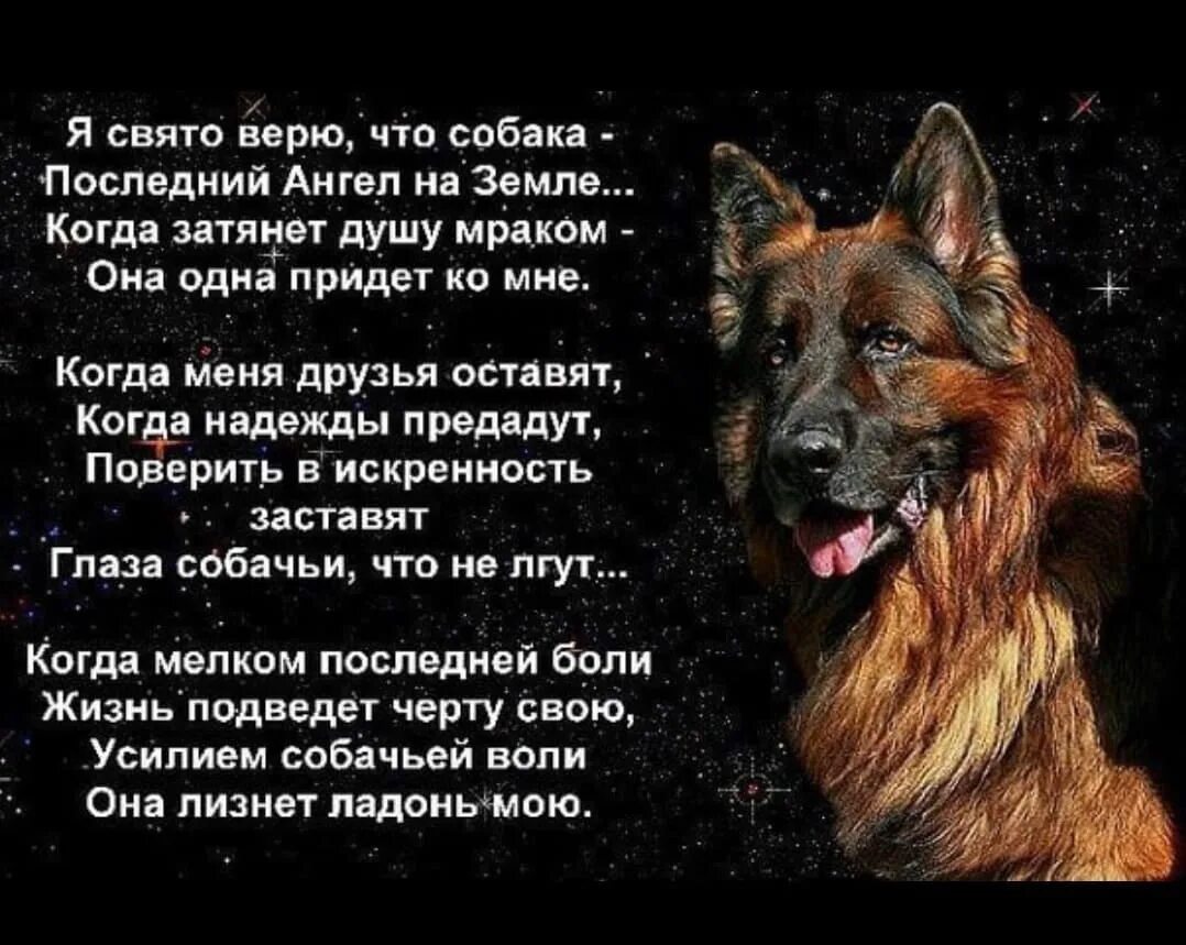 Верный друг это какой