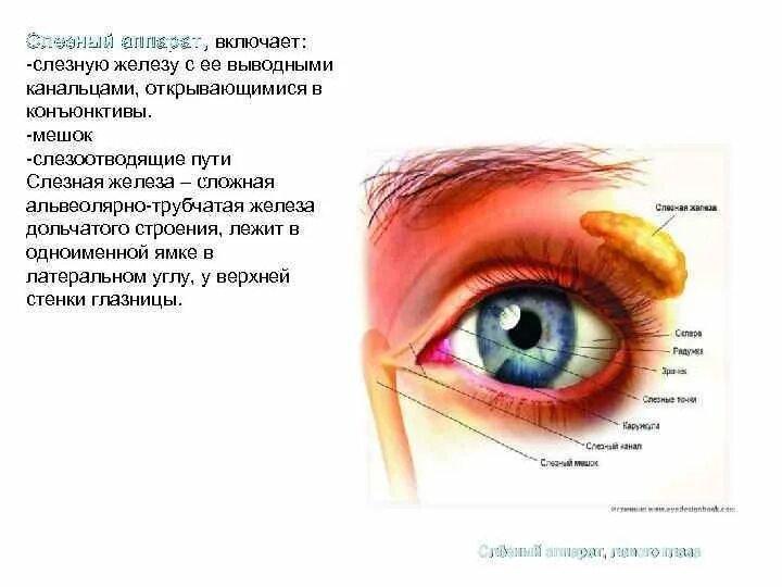 Какую функцию выполняет слезная железа. Мунтжаки слезные железы. слезные железы конъюнктивы анатомия. строение глаза слезная железа. строение слезных органов.