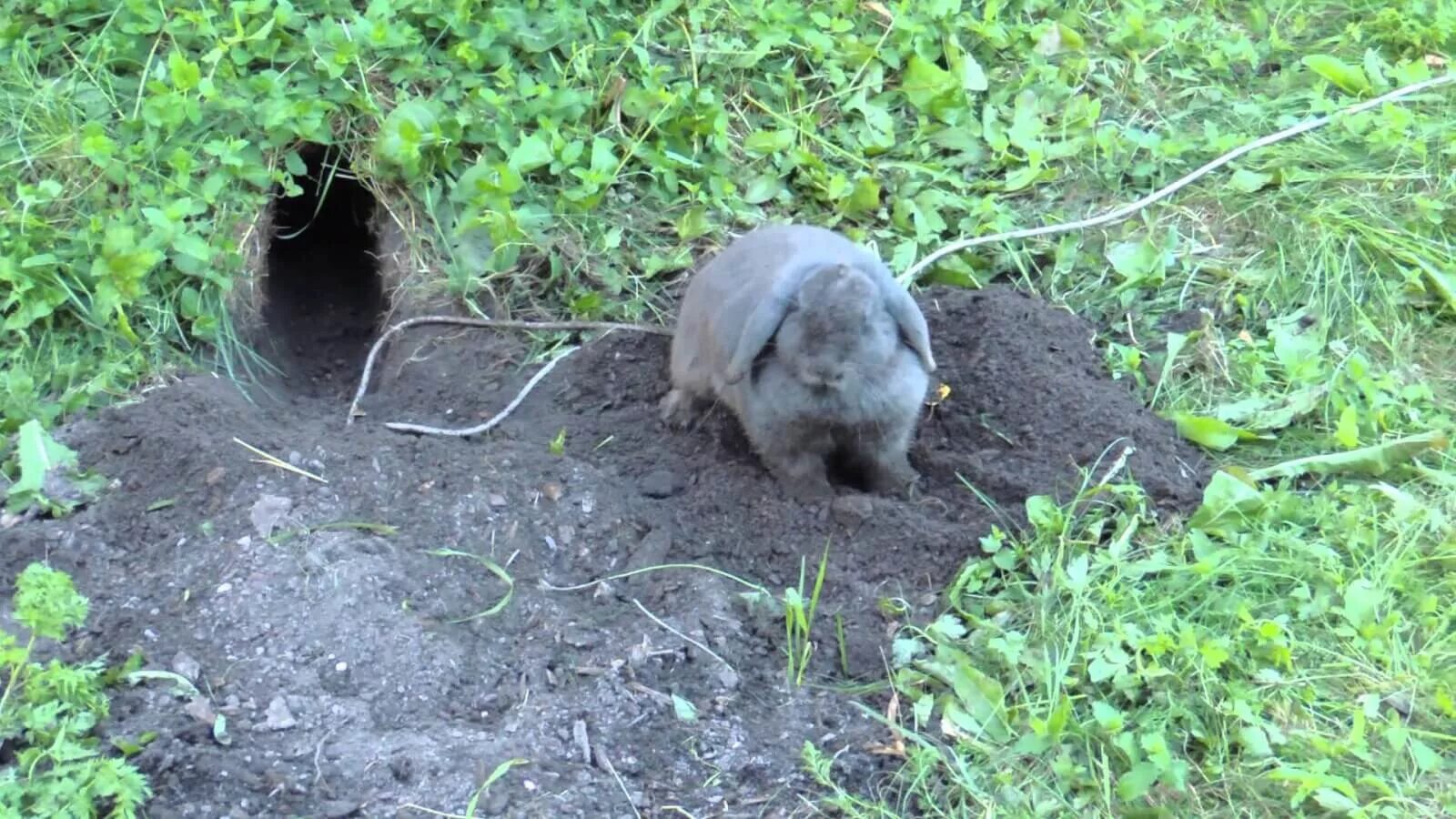 ласка норка чёрная. песец норник. европейская норка питание. выроет норку. как сошёл снег увидели много норок.