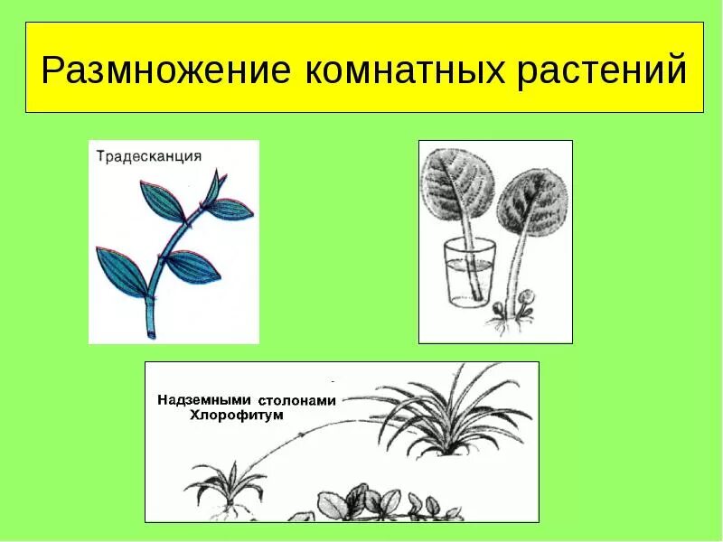 Черенкование традесканции. Вегетативное размножение традесканции. Размножение традесканции отводками. Вегетативное размножение комнатных растений. Традесканция вегетативное размножение