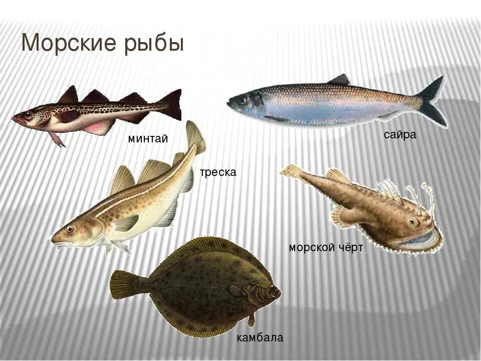 Морская рыба это какая. Виды рыб. Виды морских рыб. Морская рыба названия. Морская Промысловая рыба.